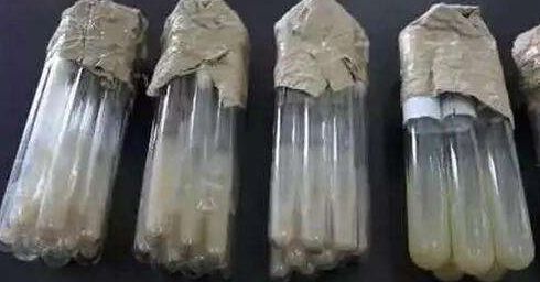 探索生物菌种在科研与工业中的应用价值